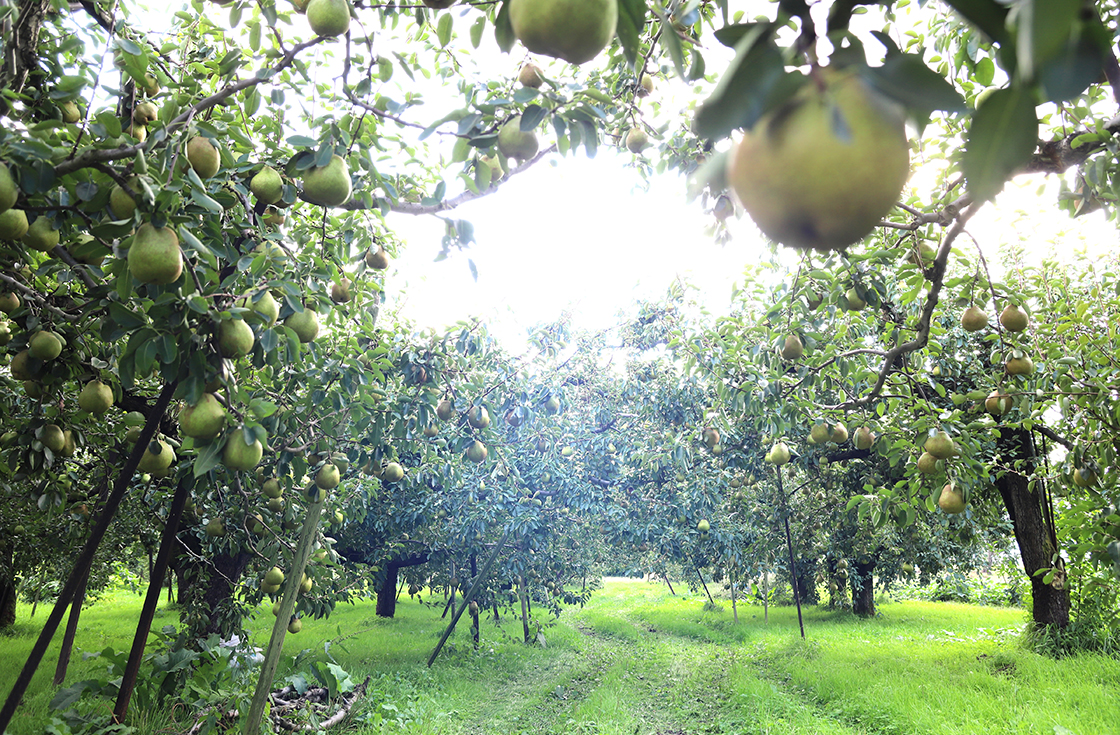 SEIKA FARM